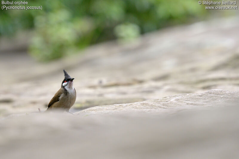 Red-whiskered Bulbuladult