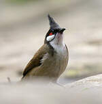 Bulbul orphée