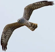 Montagu's Harrier