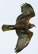 Western Marsh Harrier