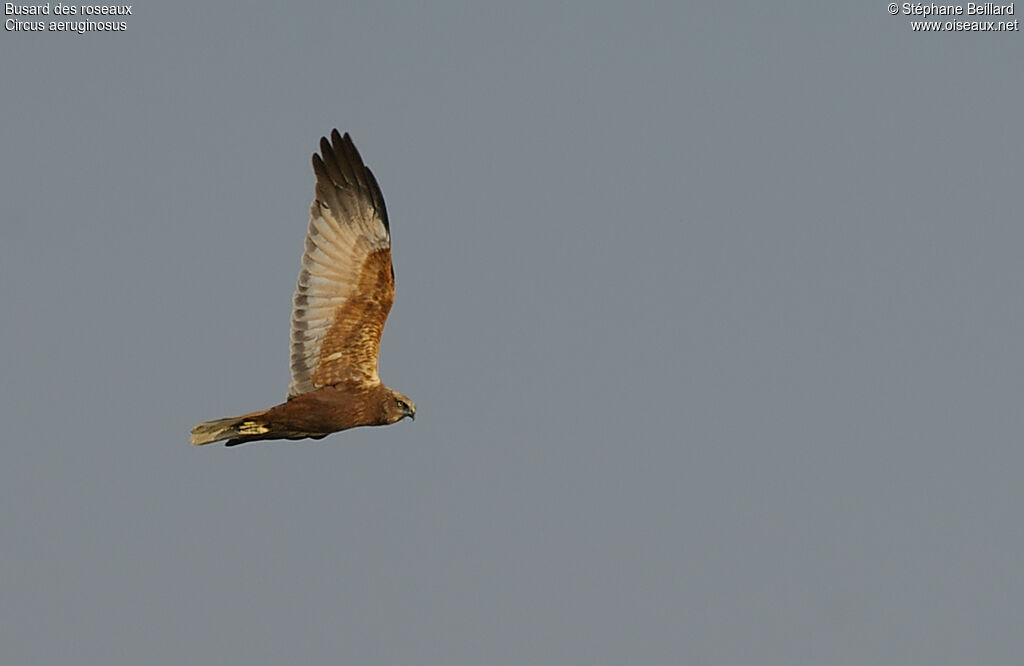 Western Marsh Harrier