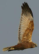 Western Marsh Harrier