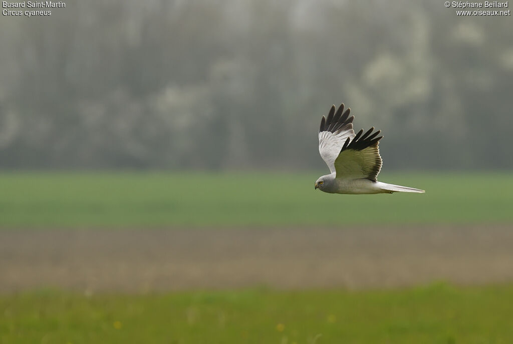 Hen Harrier