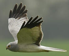 Hen Harrier