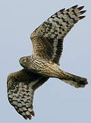 Hen Harrier