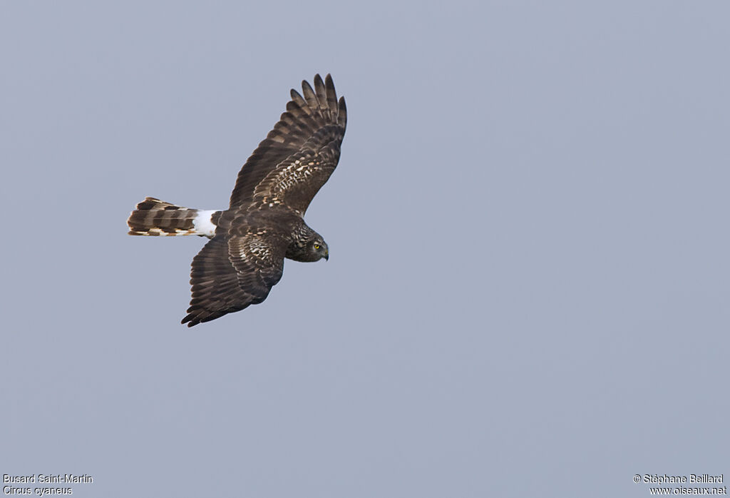 Hen Harrier