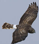 Hen Harrier