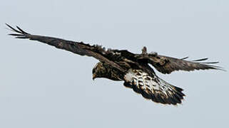 Rough-legged Buzzard