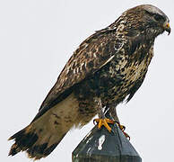 Rough-legged Buzzard