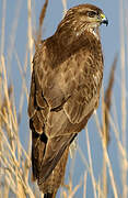 Common Buzzard