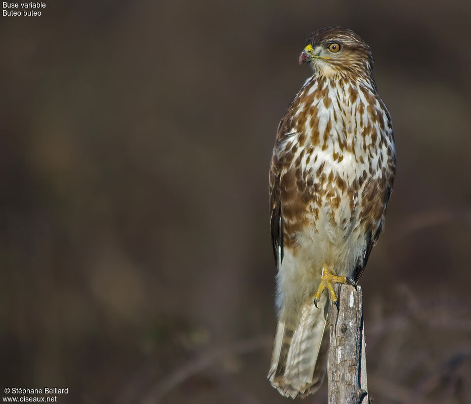 Common Buzzard