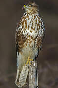 Buse variable