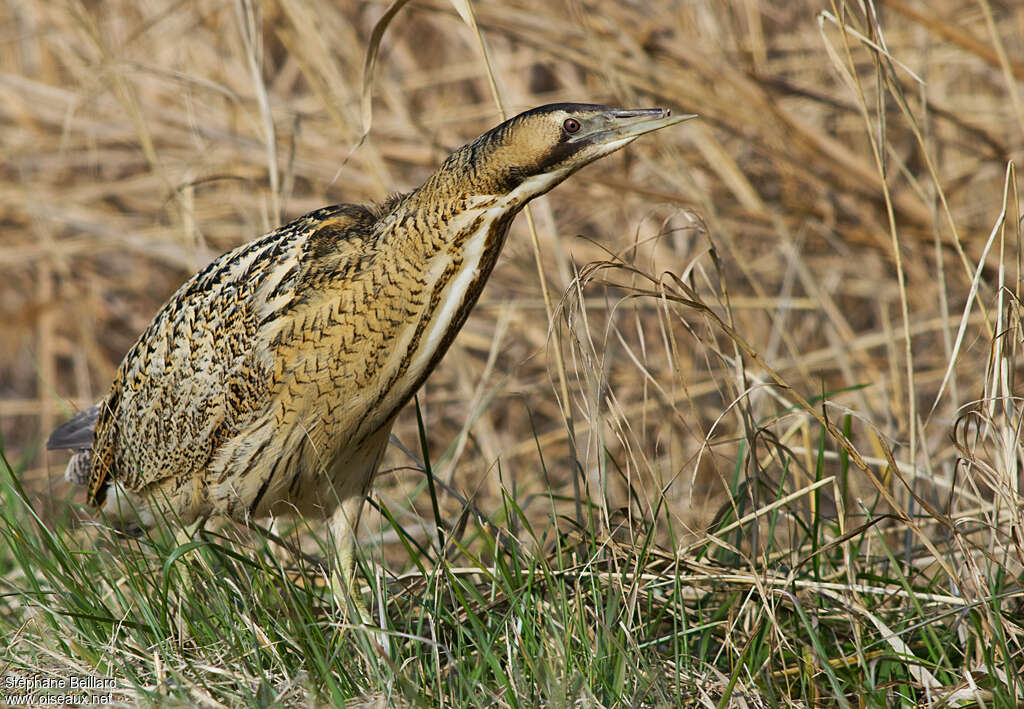 Eurasian Bitternadult, identification