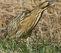 Eurasian Bittern