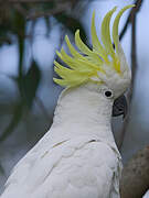 Sulphur-crested Cockatoo