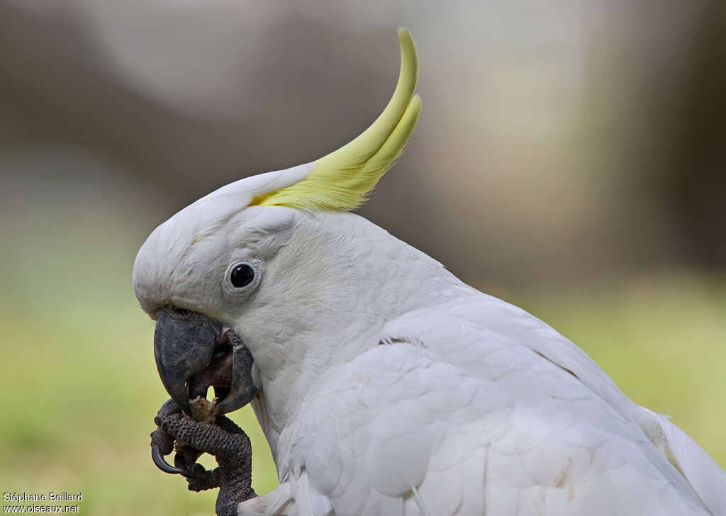 Cacatoès à huppe jaune, mange, Comportement