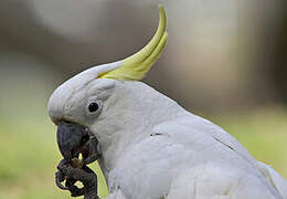 Sulphur-crested Cockatoo