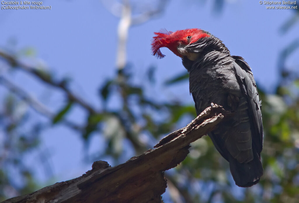 Cacatoès à tête rouge