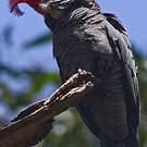 Cacatoès à tête rouge