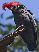 Gang-gang Cockatoo