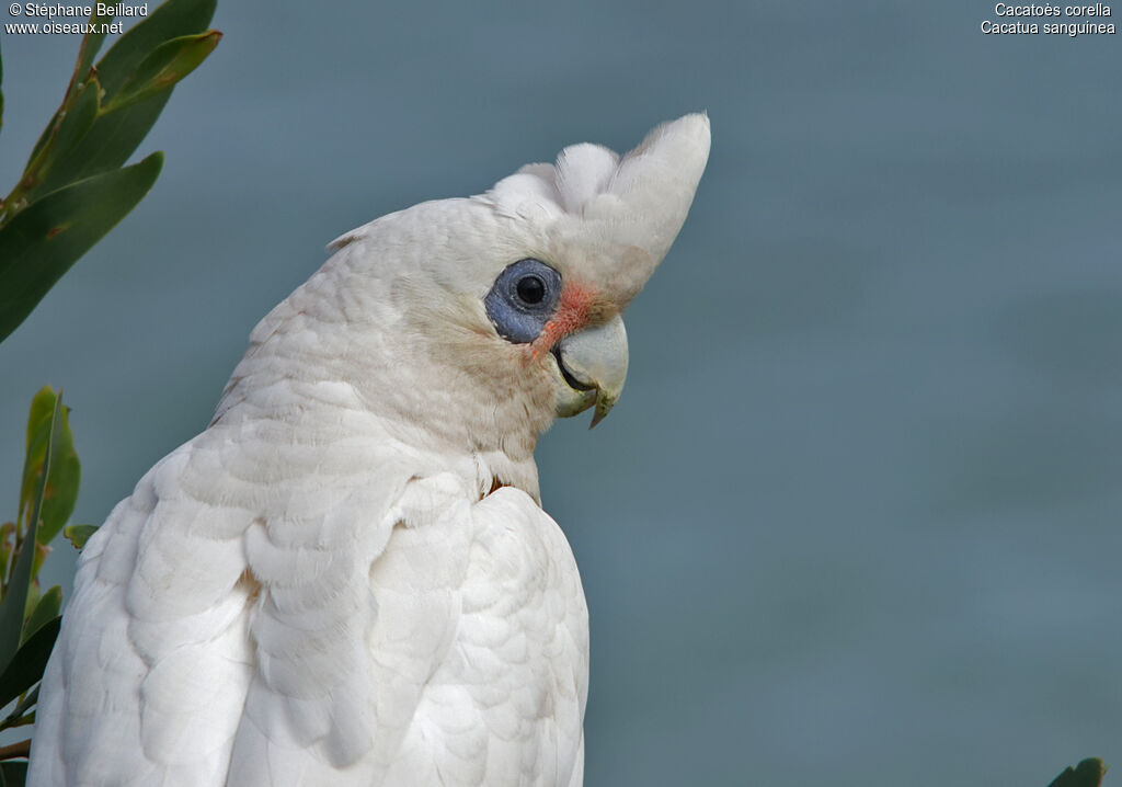 Cacatoès corella