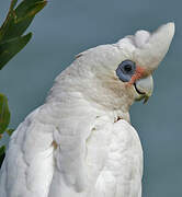 Cacatoès corella