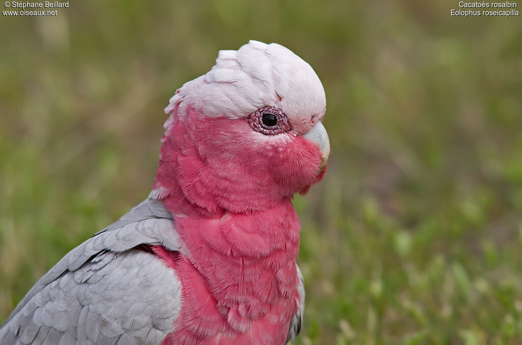 Galah