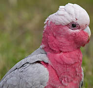 Galah