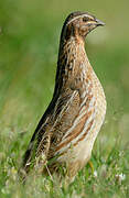 Common Quail