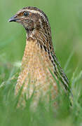 Common Quail