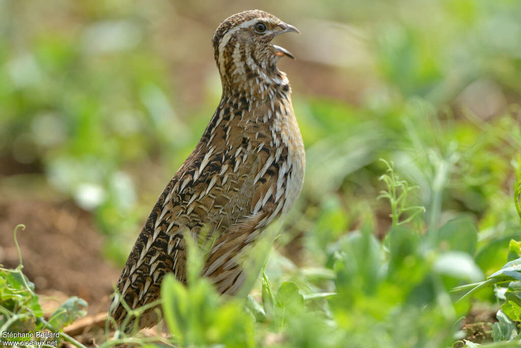 Common Quail male adult, song