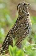 Common Quail