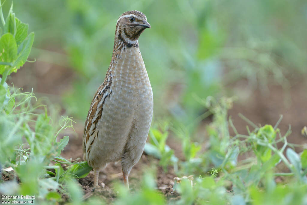 Common Quail male adult, walking