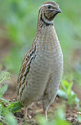 Common Quail