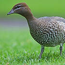 Canard à crinière