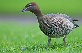 Canard à crinière