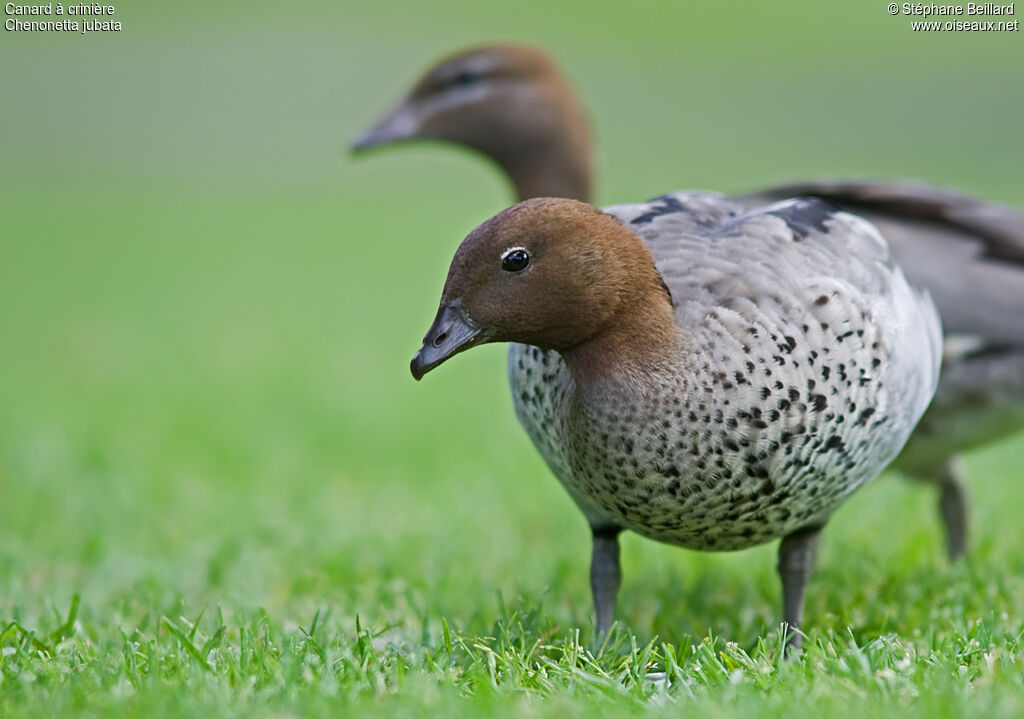 Canard à crinière mâle