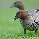 Canard à crinière