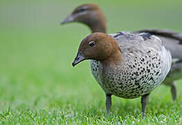 Canard à crinière