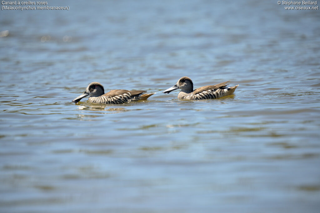 Pink-eared Duckadult, swimming