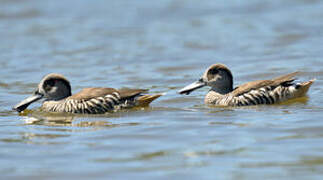 Pink-eared Duck