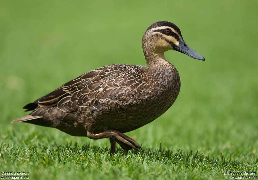 Canard à sourcils