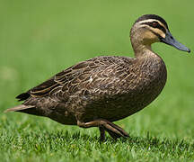 Canard à sourcils