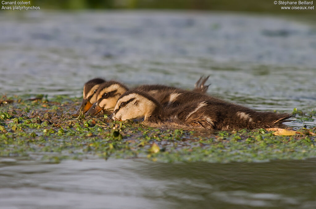 Mallardjuvenile