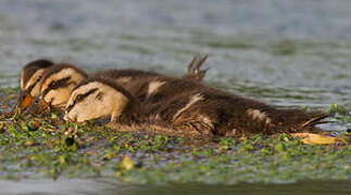 Canard colvert