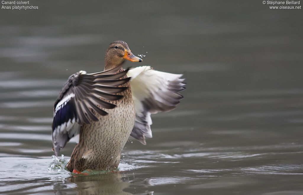 Canard colvert