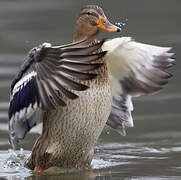Canard colvert
