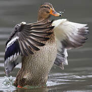 Canard colvert