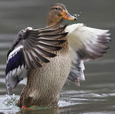 Canard colvert