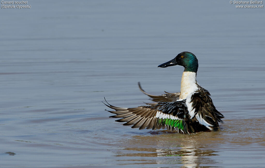 Canard souchet mâle adulte